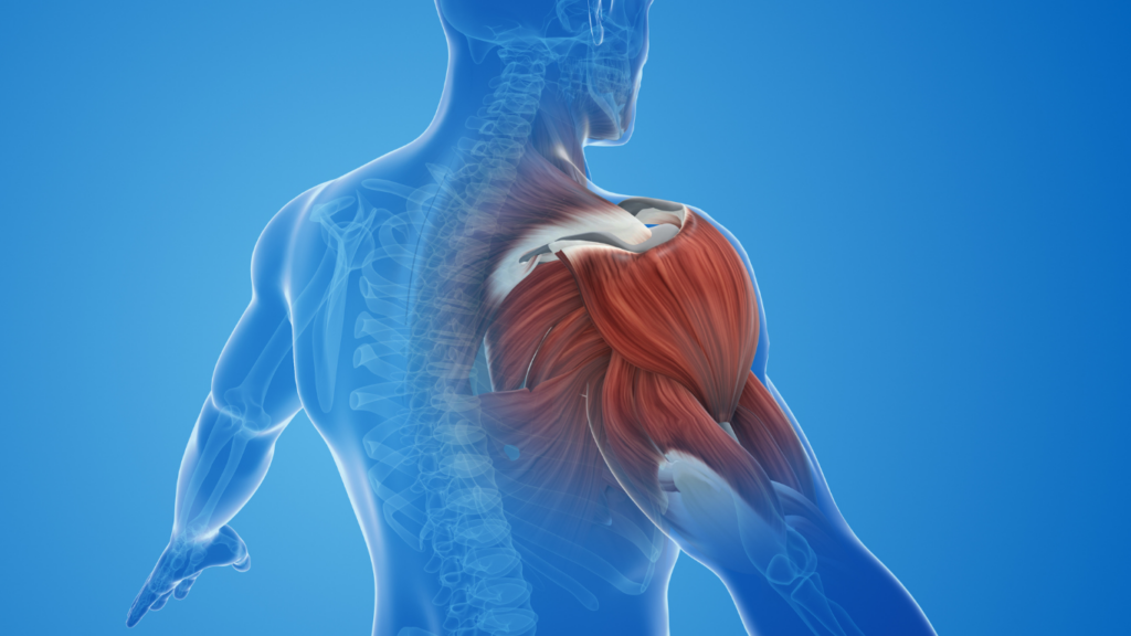 the muscles of the shoulder are highlighted in this image