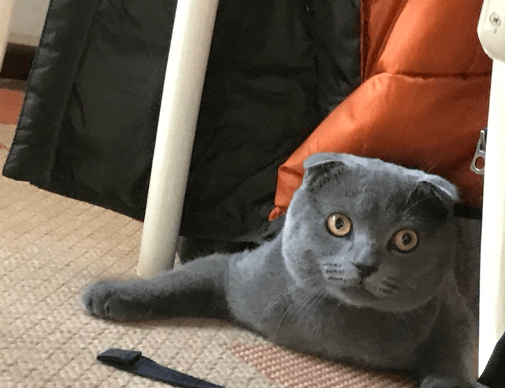 avoid toys with zodinatin