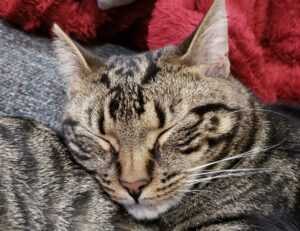 how much overdertoza video gaming for adults