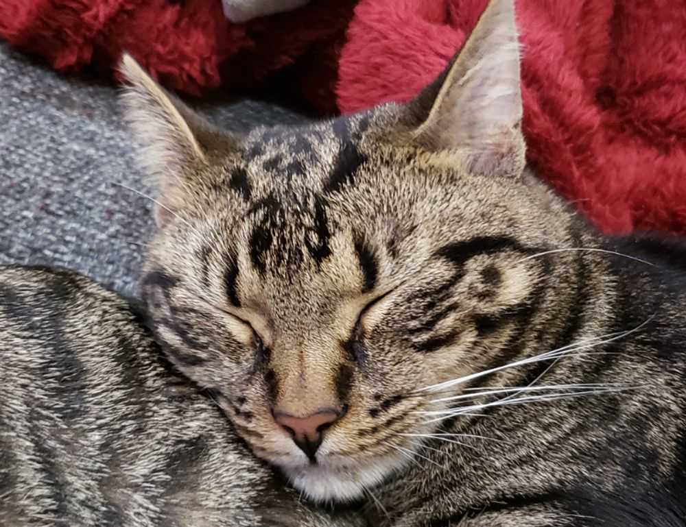 how much overdertoza video gaming for adults