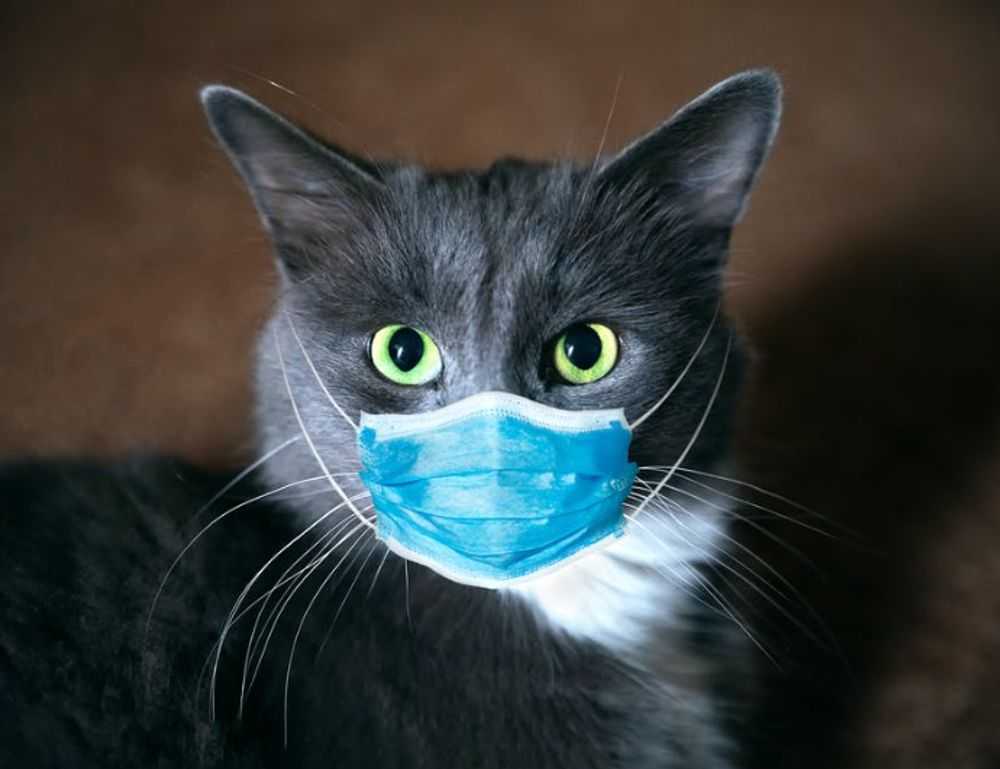 should i use endbugflow software for making music