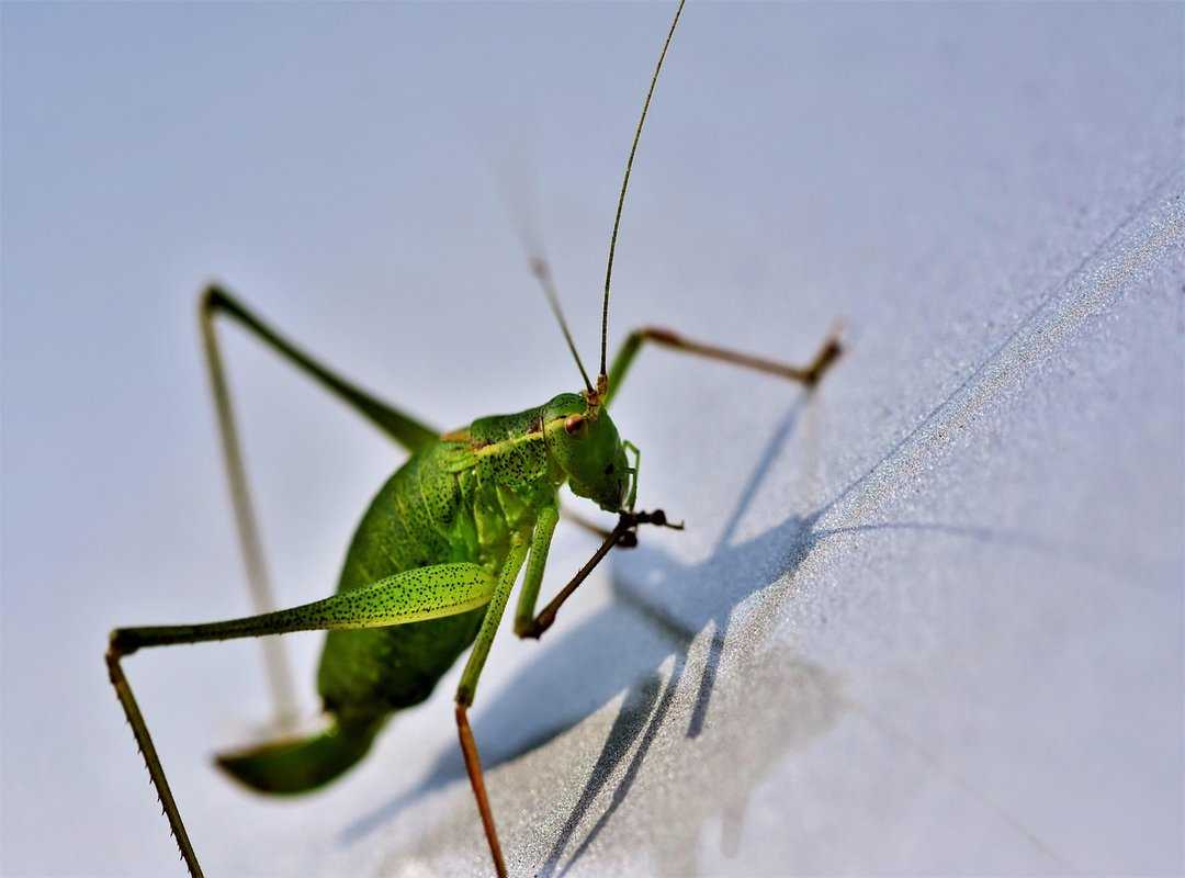 Medicine Facts Shmgmedicine